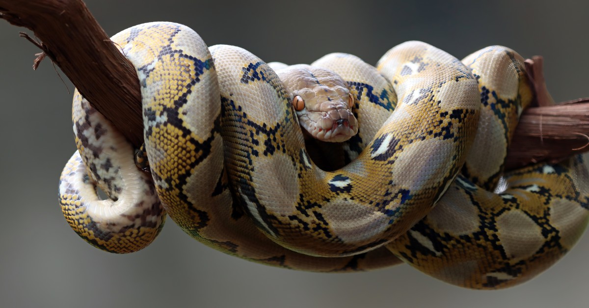 Pet Pythons: A Question of Safety