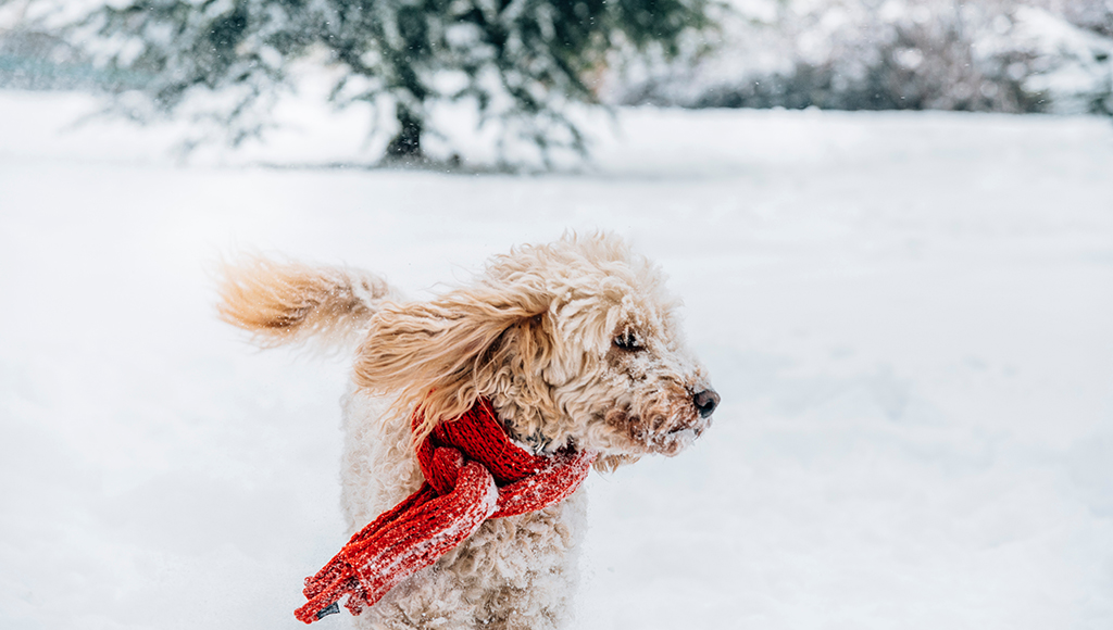 Frostbite Dangers in Animals