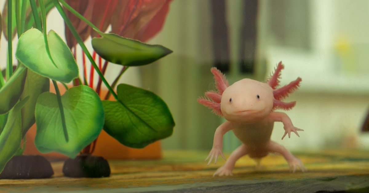 What Is an Axolotl?