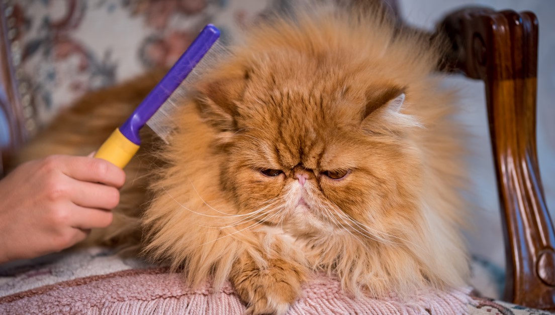 Detangling a cat's matted fur - Betterpet