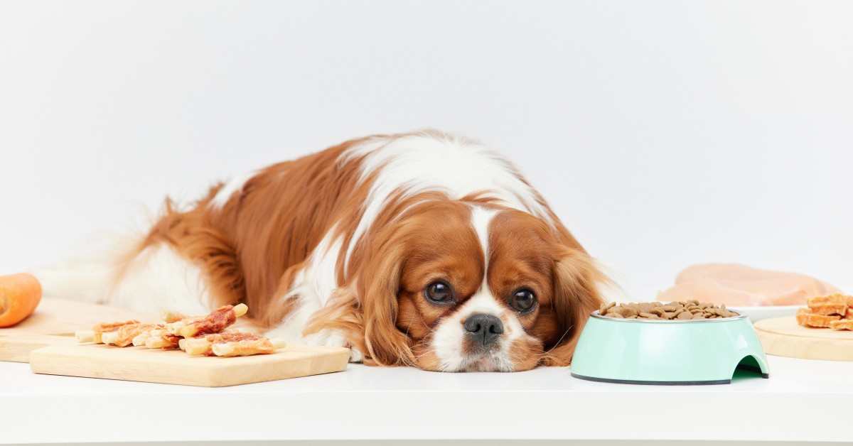 Does Your Pet Need a Prescription or Therapeutic Diet