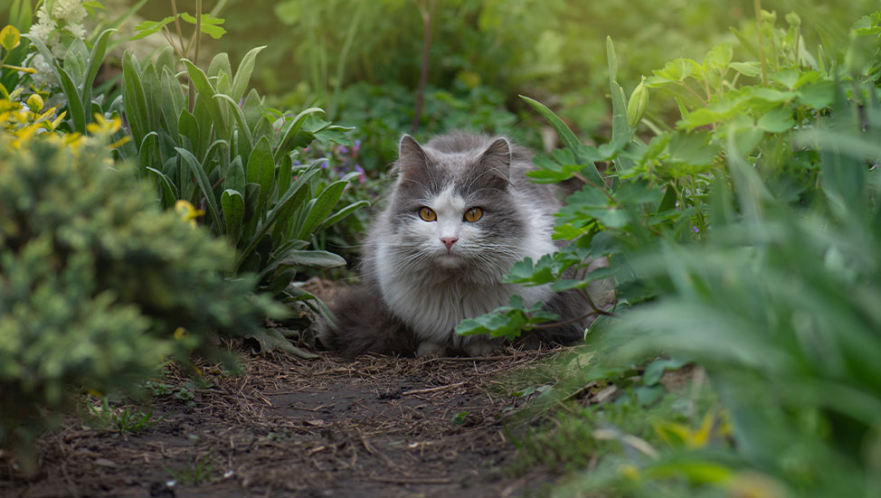 Ask Dr. Jenn: My cat keeps bringing me dead animals. How can I prevent this? Should I be worried about rabies?