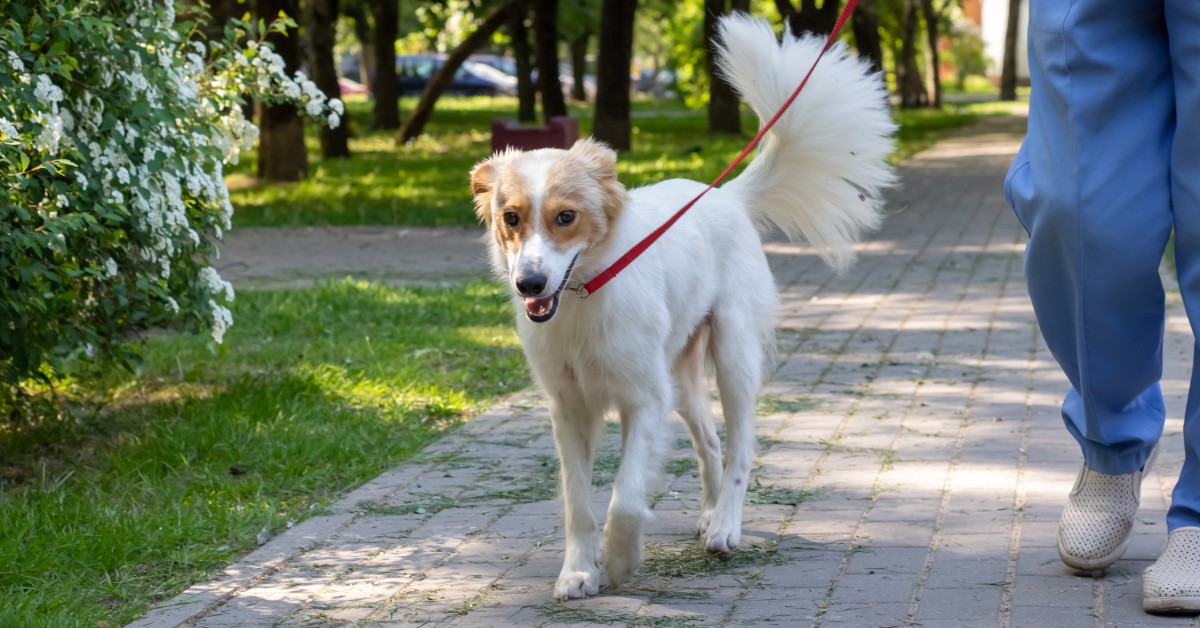 Tips on Getting Your Pet Active Again